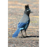 Photo of a Steller's jay