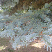 Photo of a Blue spruce