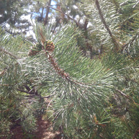 Photo of a Pine