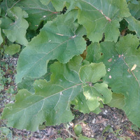 Photo of a Rhubarb