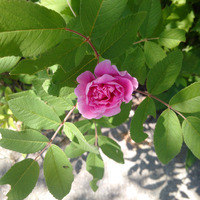 Photo of a Tea rose