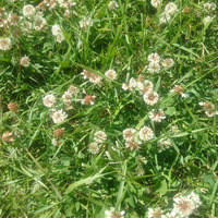 Photo of a Blooming Clover in Grass