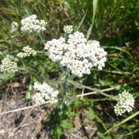 Photo of a Queen Anne's lace