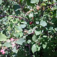 Photo of a Canadian serviceberry