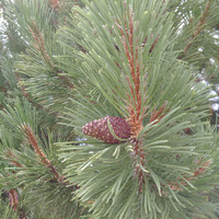 Photo of a Mugo pine
