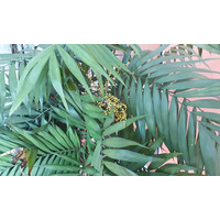 Photo of a Parlour palm