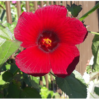 Photo of a Chinese hibiscus