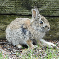 Photo of a Rabbit
