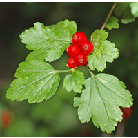Photo of a Alpine Currant