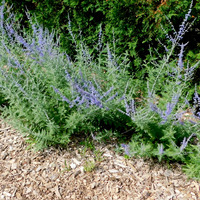 Photo of a Russian sage