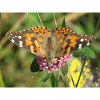 Photo of a Painted lady