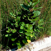 Photo of a Common milkweed