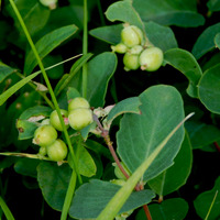 Photo of a Western Snowberry