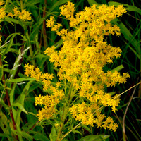 Photo of a Early goldenrod