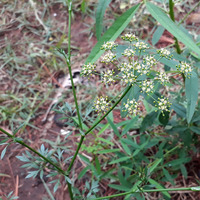 Photo of a Fool's parsley