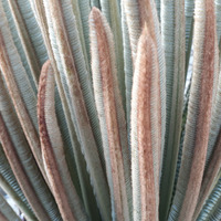 Photo of a Sago palm