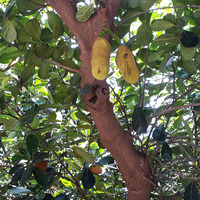 Photo of a Jackfruit 