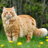 Photo of a Maine Coon