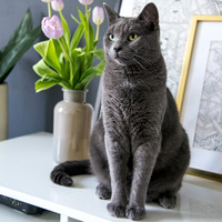 Photo of a Russian Blue