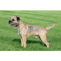 Photo of a Border Terrier