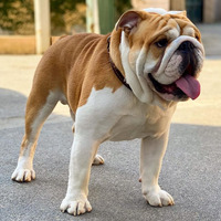 Photo of a Bulldog (English)