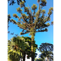 Photo of a Paraná pine