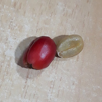 Photo of a Robusta Coffee Beans
