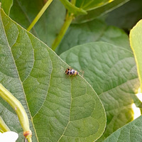 Photo of a Bean leaf beetle