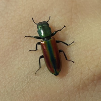 Photo of a Bark-gnawing beetle