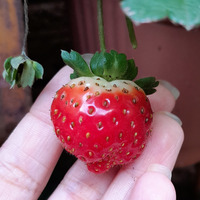 Photo of a Strawberry