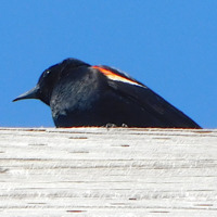 Photo of a Red-winged Blackbird