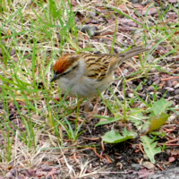 Photo of a Chipping sparrow